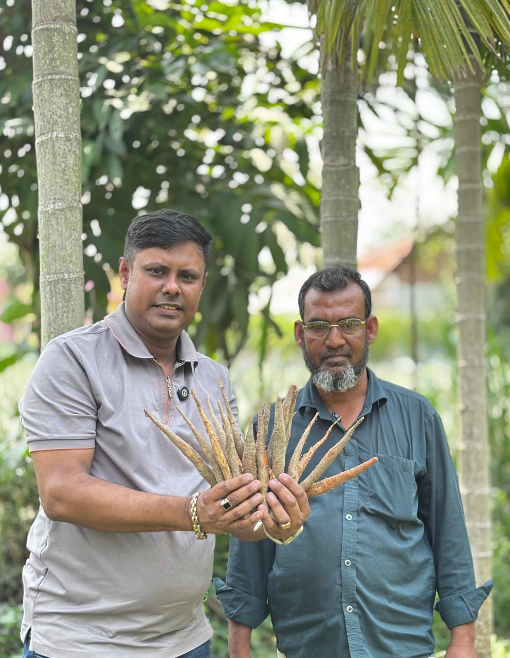 Natural Simul Root (30 pcs Pack)